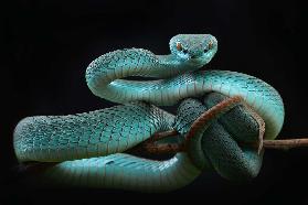 trimeresurus insularis [Blue]