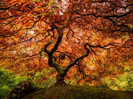 A senior maple tree