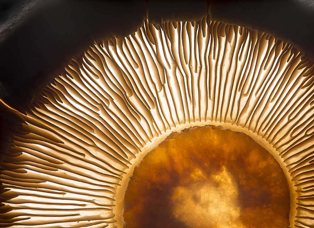 Portobello mushroom od Wieteke De Kogel