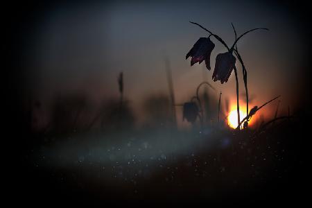 &quot; Mystical meadow...&quot;