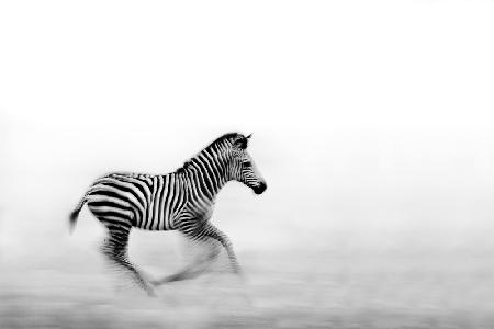 Zebra Run