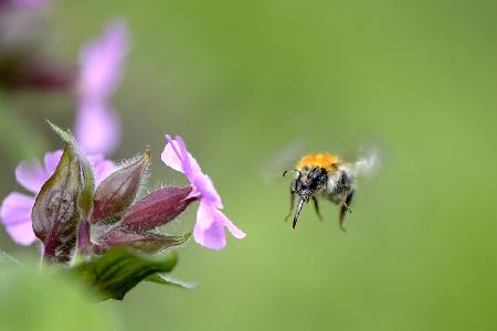 the bumblebee