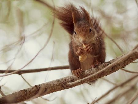 Spanish squirrel