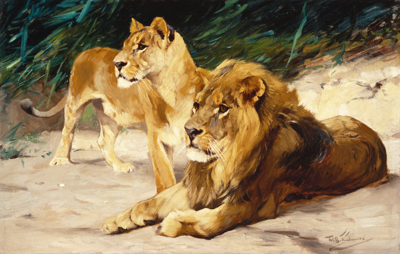 Löwenpaar. od Wilhelm Kuhnert