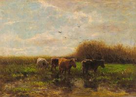 Cows at evening