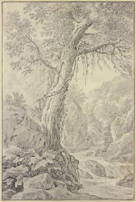 Wasserfall, dabei ein großer Baum