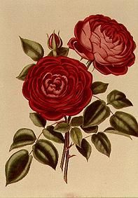The rose Perpetual standard of Marengo od William Curtis
