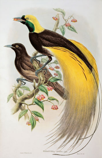 Bird of Paradise: Greater, Paradisaea Apoda od William Gould