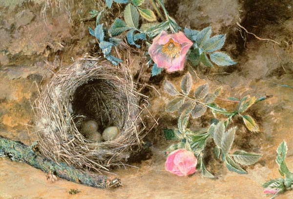 Wild Roses and Birds' Nests od William Henry Hunt