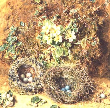 Primroses and Birds' Nests od William Henry Hunt