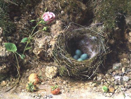 Still life with bird's nest od William Henry Hunt