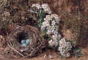 May Blossom and a Hedge Sparrow's Nest