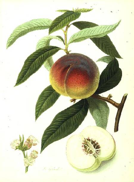 The Galande Peach od William Hooker