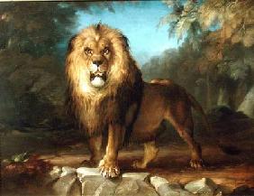 A Lion