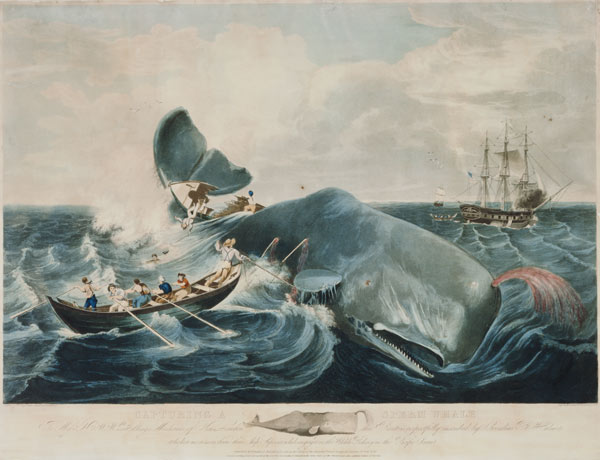 Capturing a Sperm Whale, engraved by J. Hill od William Page