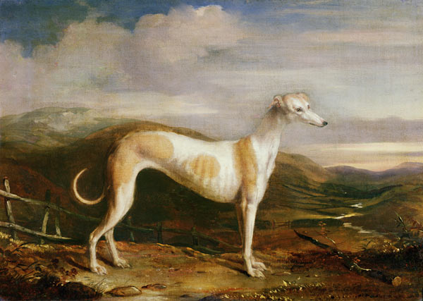 Greyhound od William u. Henry Barraud