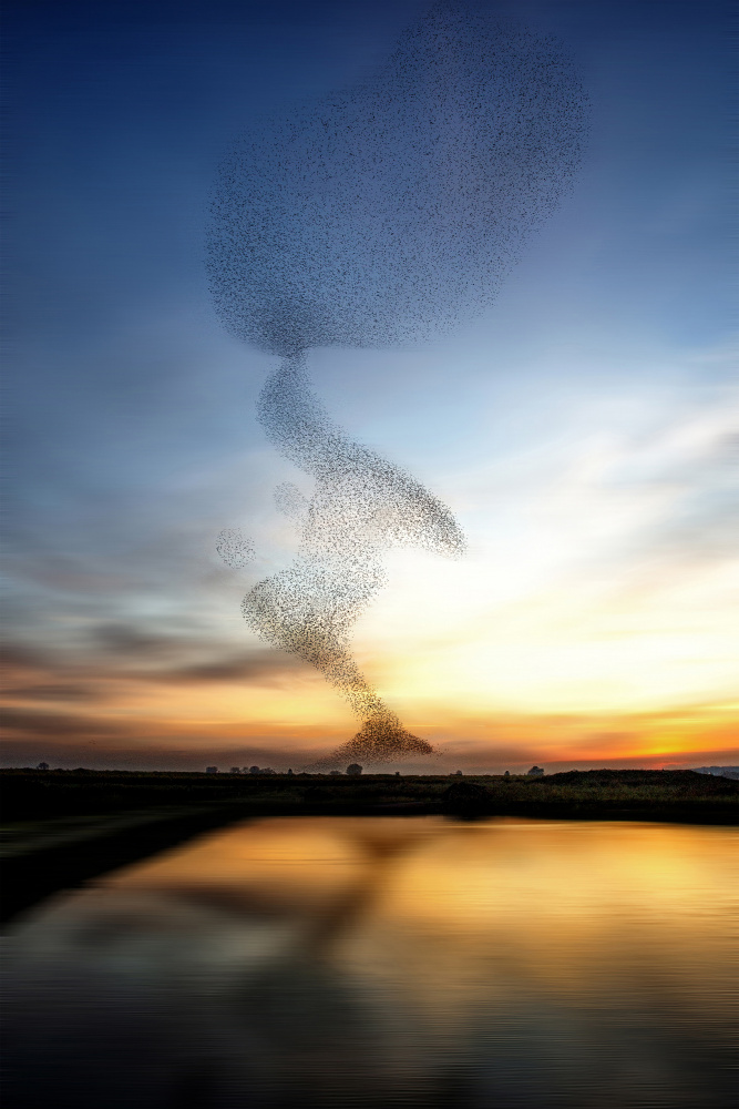 The starling dance od Wilma Wijers Smeets