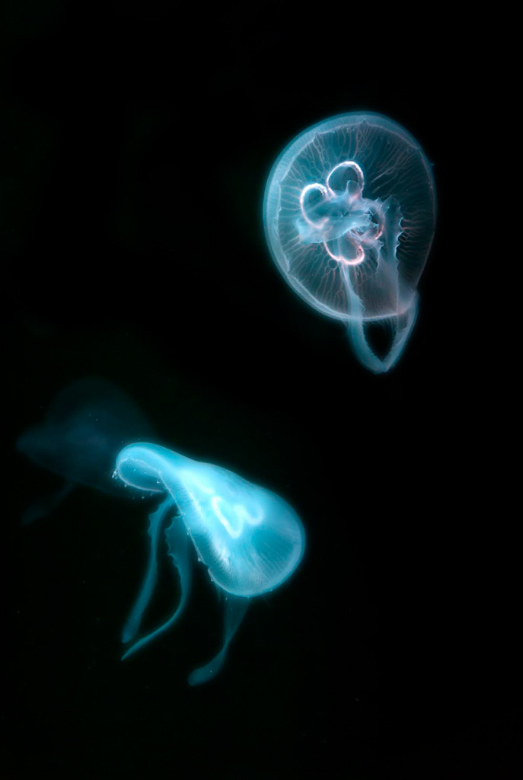 jellies od Wolfgang Simlinger