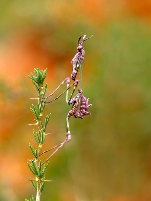 mantis od Wolfgang Simlinger