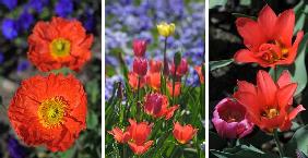 Landesgartenschau vor Eröffnung bereits in voller Blüte