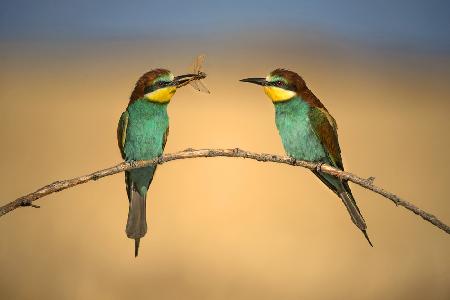 Bee-eater