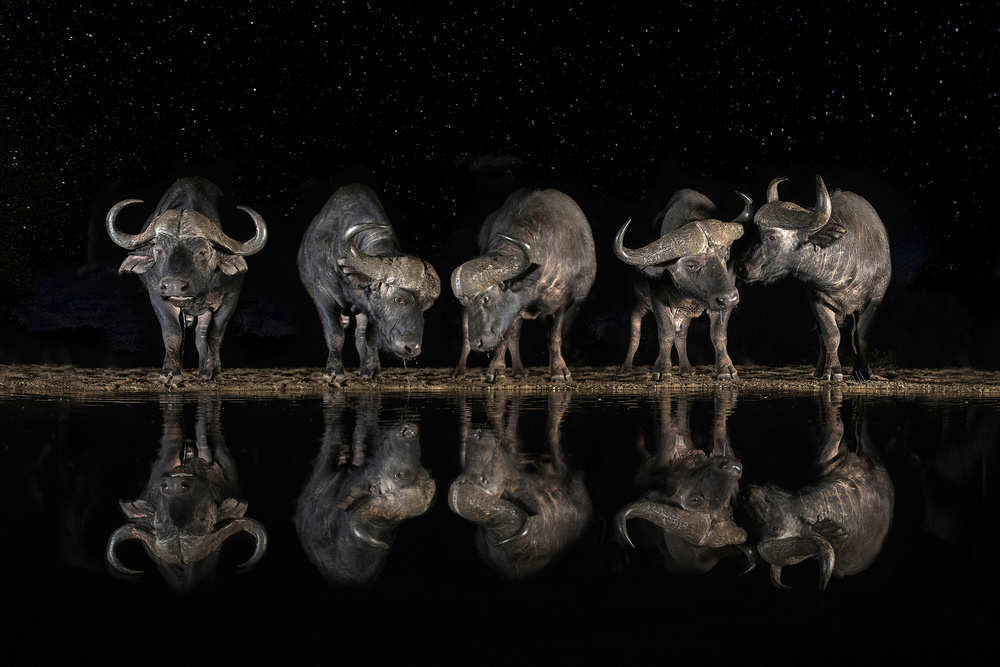 Buffaloes in the waterhole at night od Xavier Ortega