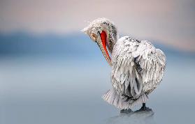 Dalmatian pelican at dawn