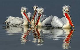 Dalmatian pelicans Close Up