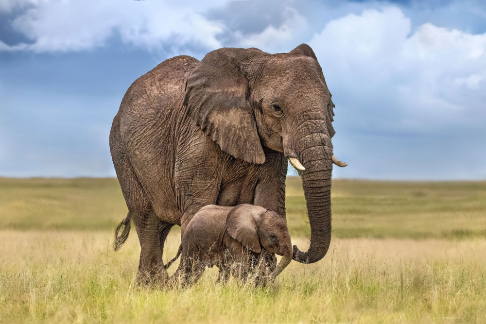 Mom elephant with her calf od Xavier Ortega
