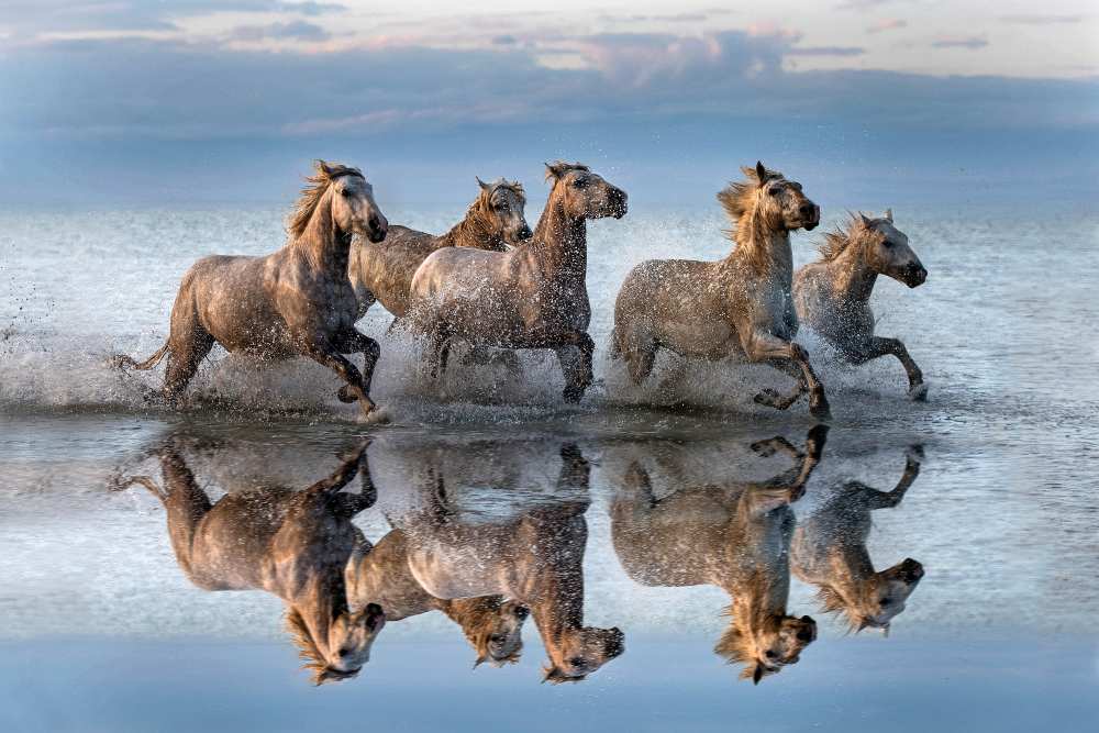 Horses and reflection od Xavier Ortega