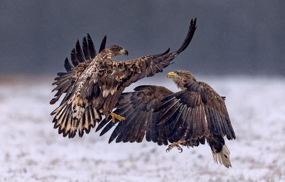 Dancing in the snow od Xavier Ortega