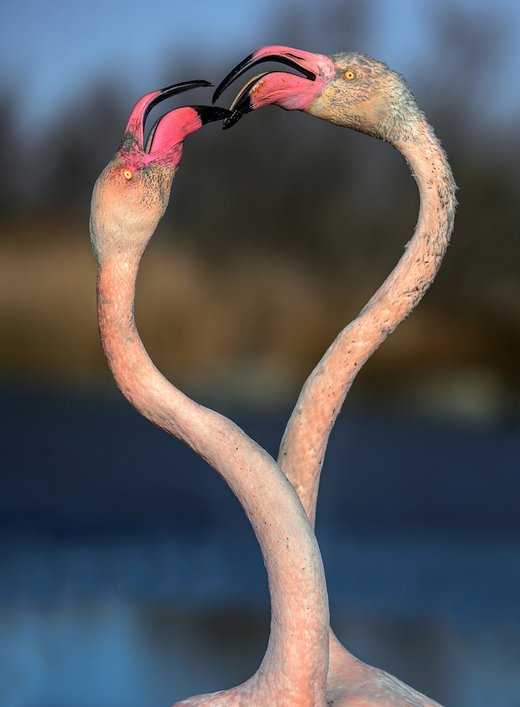 Fighting flamingos od Xavier Ortega