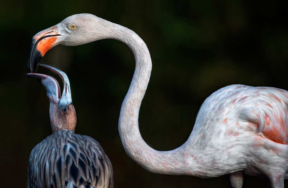 Mother flamingo with chick od Xavier Ortega