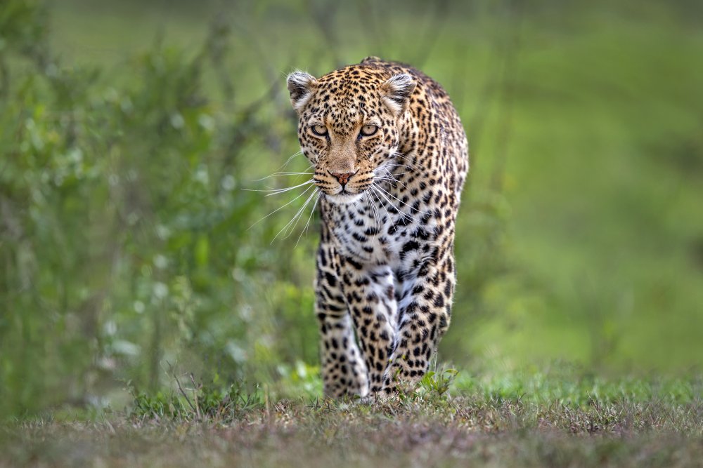 Patrolling leopard od Xavier Ortega