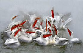 Pelicans in motion blur