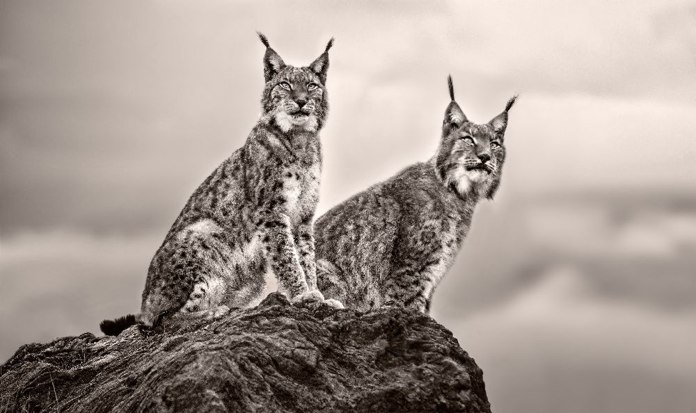 Two Lynx on rock od Xavier Ortega