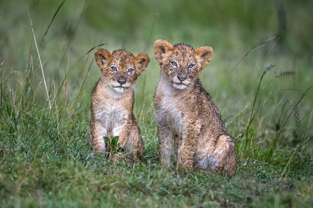Two rain-soaked lion cubs od Xavier Ortega