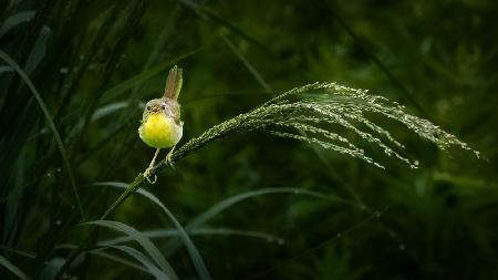 A Little Yellow in the Morning of Green Field