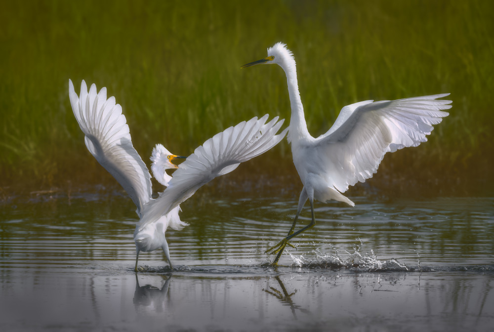 Two snowy egrets od Xiaobing Tian