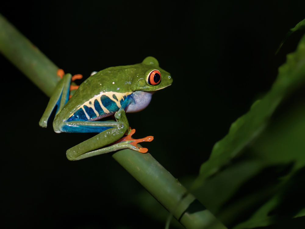 Red-eyed Tree Frog od Xiaohong Zhang