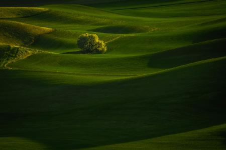 Green wheat Field