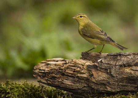 Willow warbler