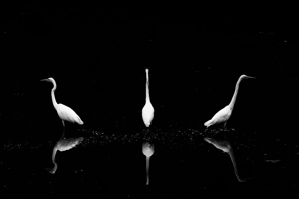 Trio of Egret od Yoshinori Matsui