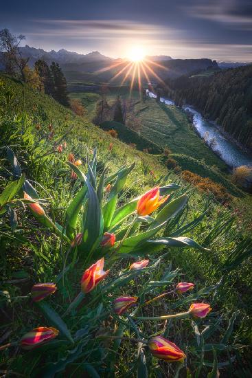 Blooming Wild Tulip