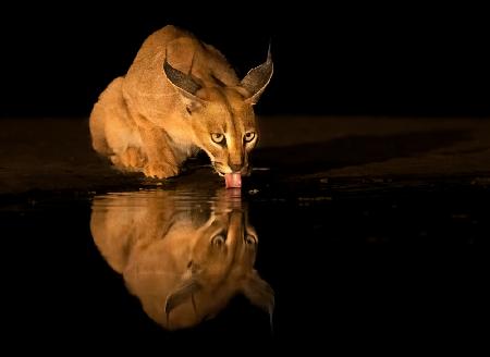 Caracal cat