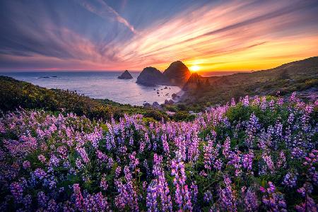 Flowers and Sea