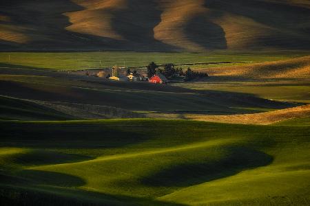 Spring Arrives in the Wheatfield