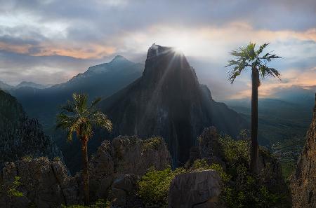 Tenacious Palm Trees