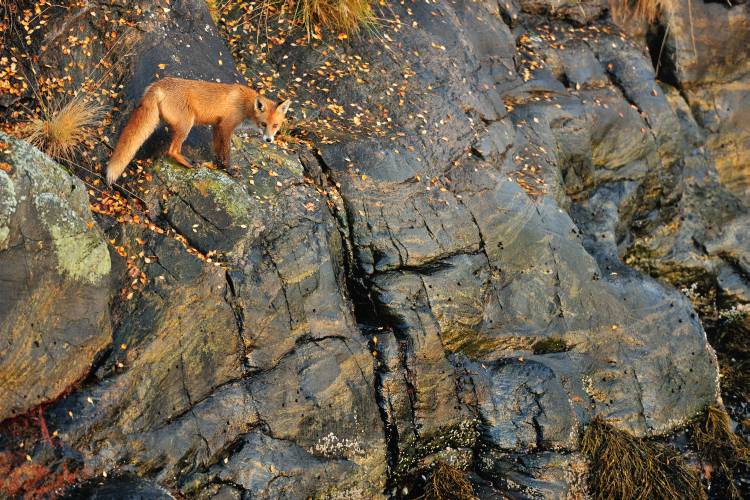 Fox on the Rocks od Yves Adams