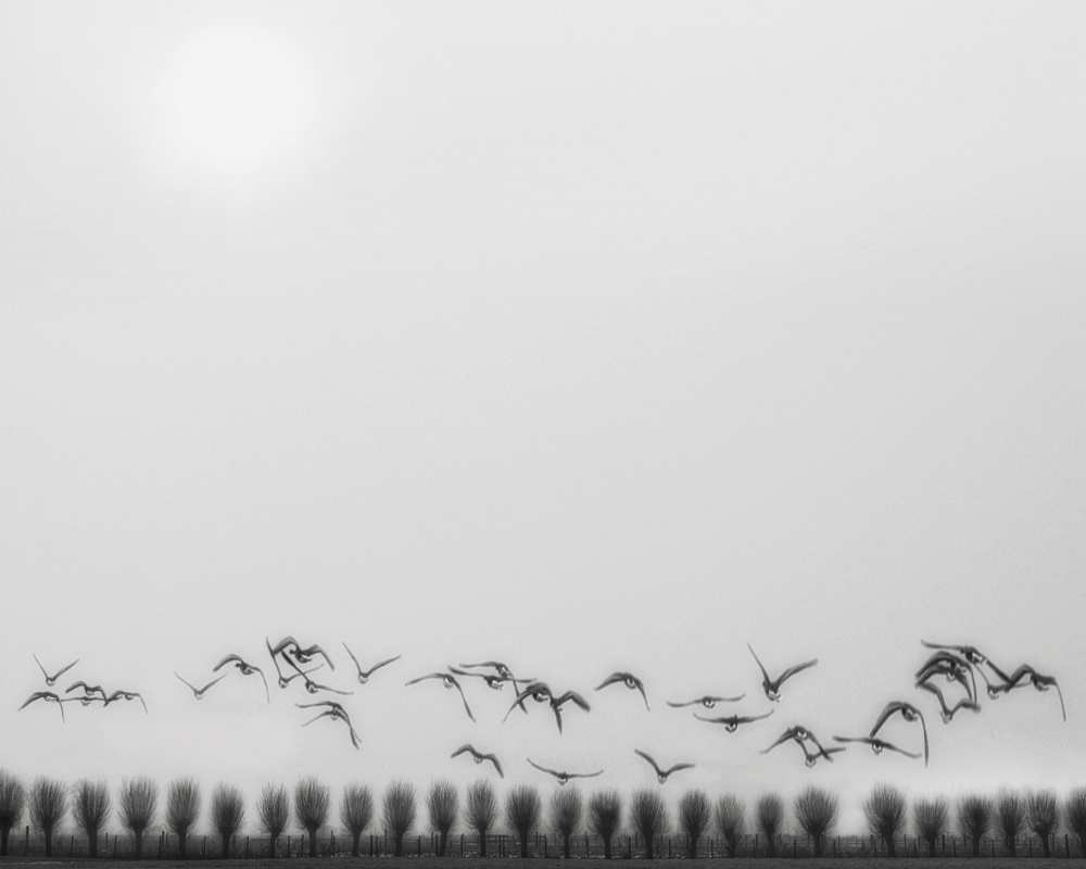 Seagulls over the fields od Yvette Depaepe